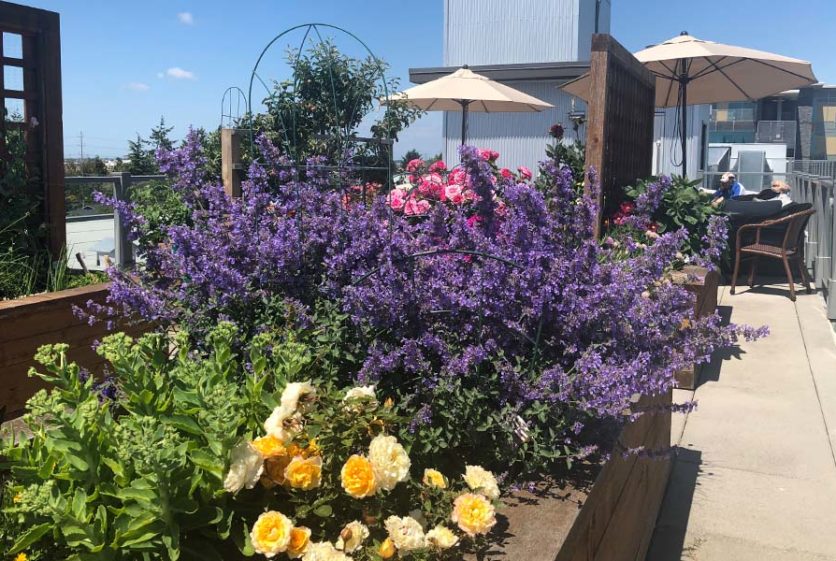 The Wexford Rooftop Garden Flowers